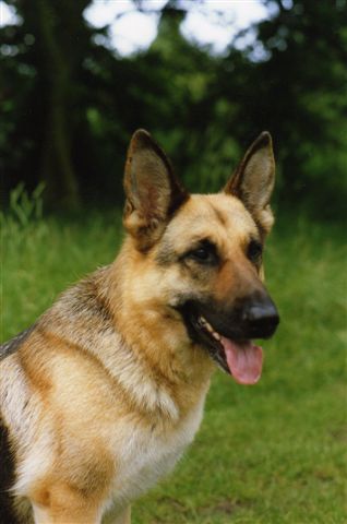 bonny001.jpg